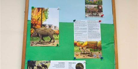 Gra terenowa "Dziki w mieście" 🐗