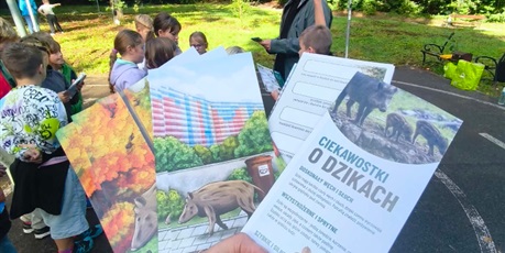 Powiększ grafikę: gra-terenowa-dziki-w-miescie-712963.jpg